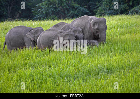 L'éléphant d'Asie, l'éléphant d'Asie (Elephas maximus), troupeau d'éléphants dans un pré au bord de la forêt, de la Thaïlande, Khao Yai National Park Banque D'Images