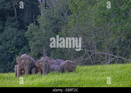 L'éléphant d'Asie, l'éléphant d'Asie (Elephas maximus), troupeau d'éléphants dans un pré au bord de la forêt, de la Thaïlande, Khao Yai National Park Banque D'Images