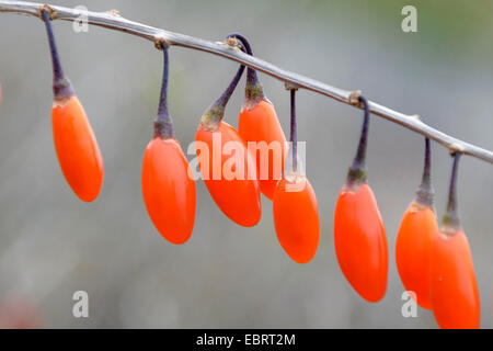 Commun, wolfberry chinois mariage vigne (Lycium barbarum 'big', Lifeberry Lifeberry Le Lycium barbarum Grande), les baies de goji, le cultivar Big Lifeberry Banque D'Images