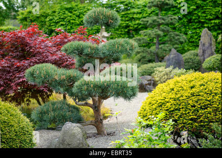 Pin sylvestre, le pin sylvestre (Pinus sylvestris 'Glauca', Pinus sylvestris Glauca), le cultivar glauca, Pinus sylvestris 'Glauca' Banque D'Images