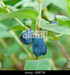 Chèvrefeuille bleu (Lonicera caerulea 'Blue Velvet'), les fruits du cultivar Blue Velvet Banque D'Images