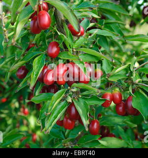Bois de cerisier en cornaline (Cornus mas 'Jolico Jolico', Cornus mas), le cultivar Jolico Banque D'Images