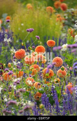 Georgina (Dahlia 'Sylvia', Dahlia Sylvia), le cultivar Sylvia Banque D'Images