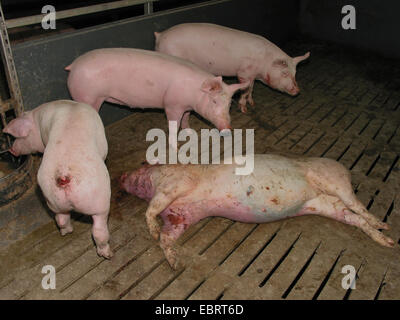 Porc domestique (Sus scrofa domestica) f., animal blessé allongé sur le sol d'une usine d'engraissement bloquée avec beaucoup d'autres - avec les porcs d'engraissement industriels atteignent le poids d'abattage en seulement six mois, l'Allemagne, Banque D'Images