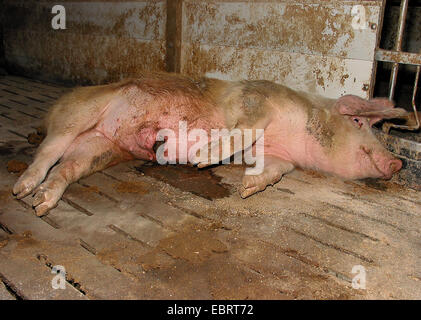 Porc domestique (Sus scrofa domestica). f, seul l'animal malade couché dans un couloir entre les cages d'engraissement - avec les porcs d'engraissement industriels atteignent le poids d'abattage en seulement six mois, l'Allemagne, Banque D'Images