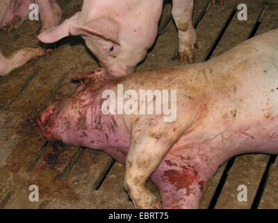 Porc domestique (Sus scrofa domestica) f., animal blessé allongé sur le sol d'une usine d'engraissement bloquée avec beaucoup d'autres - avec les porcs d'engraissement industriels atteignent le poids d'abattage en seulement six mois, l'Allemagne, Banque D'Images