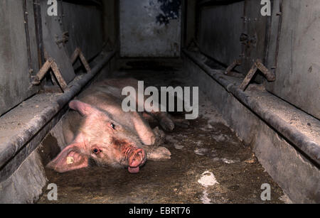 Porc domestique (Sus scrofa domestica). f, seul l'animal malade couché dans un couloir entre les cages d'engraissement - avec les porcs d'engraissement industriels atteignent le poids d'abattage en seulement six mois, l'Allemagne, Banque D'Images