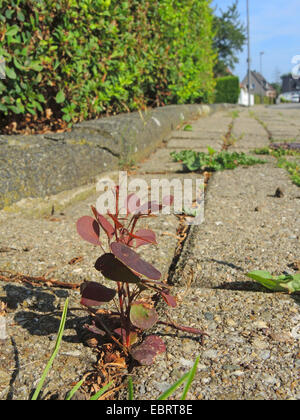 L'épine-vinette (Berberis thunbergii var. atropurpurea, Berberis thunbergii 'Atropurpurea', Berberis thunbergii atropurpurea), naturalisé jeune plante sur un trottoir, Allemagne, Rhénanie du Nord-Westphalie Banque D'Images