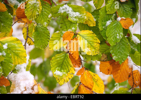 Le hêtre commun (Fagus sylvatica), les feuilles d'automne avec de la neige, de l'Allemagne, la Saxe Banque D'Images