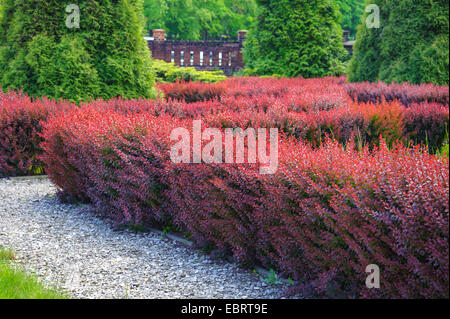 L'épine-vinette (Berberis thunbergii var. atropurpurea, Berberis thunbergii 'Atropurpurea', Berberis thunbergii atropurpurea), d'une haie Banque D'Images