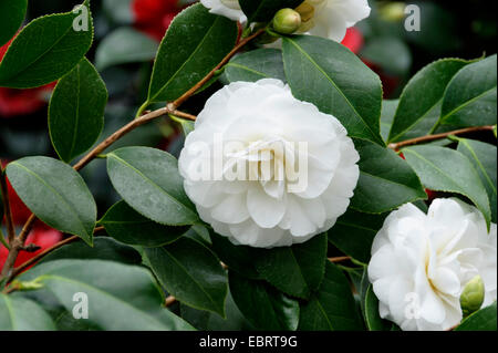 Japanese camellia (Camellia japonica 'Alba Plena', Camellia japonica Alba Plena), le cultivar Plena Alba, l'Allemagne, la Saxe Banque D'Images