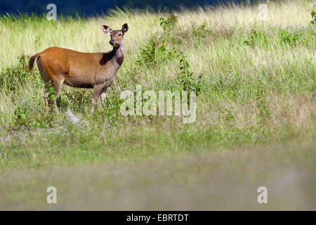 Cerfs Sambar, Sambar (Rusa unicolor, Cervus unicolor), femme dans un pré, en Thaïlande, Khao Yai National Park Banque D'Images