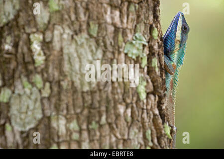 Forêt indochinois, Bleu Lézard lézard à crête (Calotes mystaceus), homme à un tronc d'arbre, de la Thaïlande, Huai Kha Khaeng Wildlife Sanctua Banque D'Images