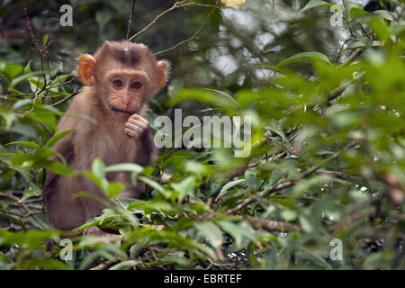 Porc nord-tailed macaque (Macaca leonina), pup sur une branche dans un arbre, la Thaïlande, le parc national Khao Yai Banque D'Images