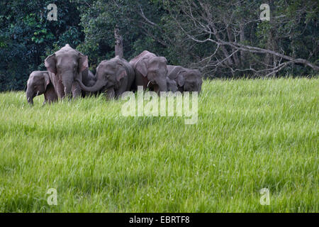 L'éléphant d'Asie, l'éléphant d'Asie (Elephas maximus), troupeau d'éléphants dans un pré au bord de la forêt, de la Thaïlande, Khao Yai National Park Banque D'Images