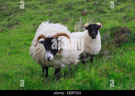 Scottish Blackface (Ovis ammon f. bélier), femme et agneau, Royaume-Uni, Ecosse Banque D'Images