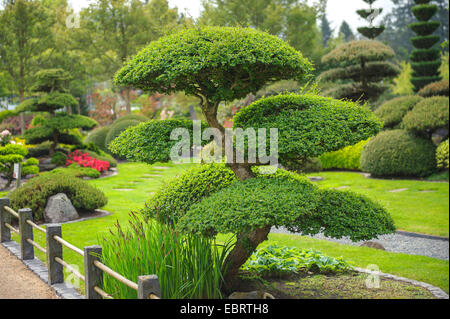 Ðire, hêtre antarctique (Nothofagus antarctica), dans un jardin japonais, l'ALLEMAGNE, Basse-Saxe Banque D'Images