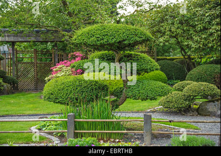 Ðire, hêtre antarctique (Nothofagus antarctica), dans un jardin japonais Banque D'Images