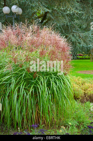 Argent chinois de l'herbe, l'herbe, l'herbe du Tigre Zebra (Miscanthus sinensis 'Malepartus', Miscanthus sinensis Malepartus), le cultivar Malepartus Banque D'Images