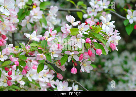 Crabe japonais (Malus floribunda), la direction générale en fleurs Banque D'Images