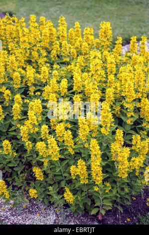 La Salicaire (Lysimachia punctata tachetées), blooming, Allemagne Banque D'Images