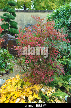 La Nandina, Heavenly Bamboo, bambou sacré (La Nandina domestica), Bush en automne couleur, Pays-Bas, Gueldre Banque D'Images