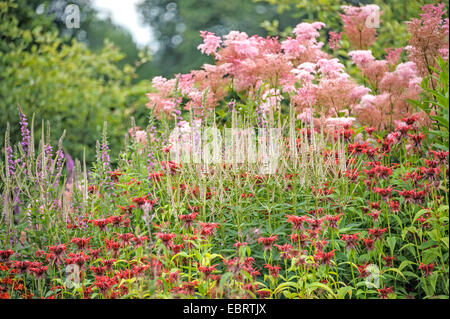Culver's (Veronicastrum virginicum racine 'Diana', Veronicastrum virginicum Diana), qui fleurit dans un lit avec Monarda Squaw et Filipendula rubra Venusta, ALLEMAGNE, Basse-Saxe Banque D'Images