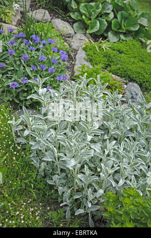 L'oreille d'agneau laineux (Stachys byzantina), dans un parterre de fleurs avec centaurea montana Banque D'Images