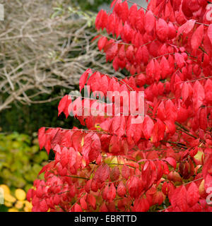 Burning Bush ailé,wahoo, ailé Euonymus, fusée-ailé Euonymus alatus 'arbre (Compactus', Euonymus alatus Compactus, Euonymus alata, Euonymus alatus), le cultivar Compactus, Allemagne, An den Dorfwiesen 9 Banque D'Images