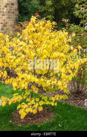 La noisette de Sorcière, sorcière-américaine Hazel (Hamamelis virginiana), à l'automne 2012, l'Allemagne, Landesgartenschau Banque D'Images