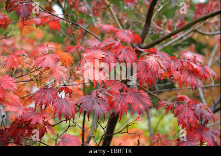 Pleine lune l'érable (Acer japonicum 'Aconitifolium', Acer japonicum Aconitifolium), le cultivar Aconitifolium, les feuilles d'automne Banque D'Images