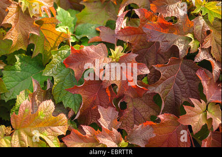 Hortensia à feuilles de chêne Hydrangea quercifolia (), feuillage de l'automne Banque D'Images