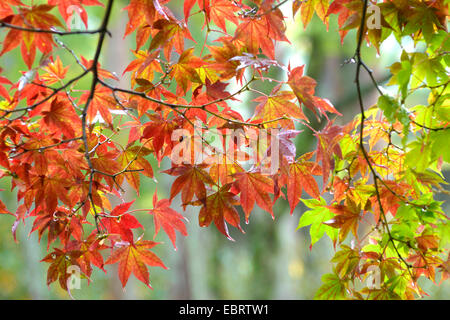 L'érable japonais (Acer palmatum), succursale à rétroéclairage, Japon, Honshu Banque D'Images