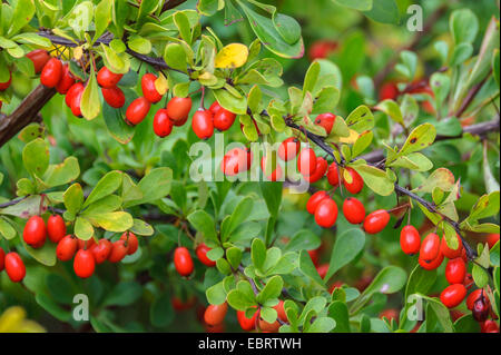 L'épine-vinette (Berberis thunbergii var. atropurpurea, Berberis thunbergii 'Atropurpurea', Berberis thunbergii atropurpurea), des branches avec des fruits, de l'Allemagne, un den Dorfwiesen 9 Banque D'Images