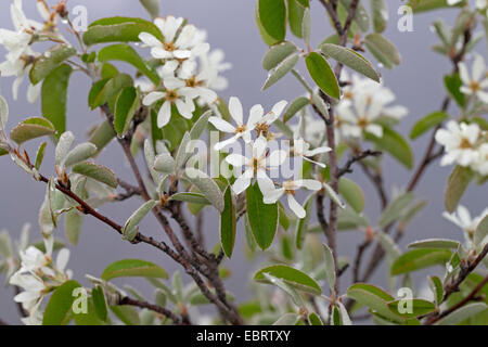 Snowy Mespilus, shadbush shadwood shadblow,,, l'amélanchier, sarvisberry, poirier, juneberry, Saskatoon, sugarplum, wild-prune, poire amélanchier (Amelanchier ovalis Amelanchier vulgaris, Amelanchier rotundifolia), Direction générale de la floraison, Allemagne Banque D'Images