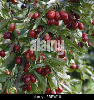 Bois de cerisier en cornaline (Cornus mas 'Kasanlaker Kasanlaker', Cornus mas), le cultivar 'Kasanlaker Banque D'Images