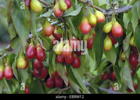 Bois de cerisier en cornaline (Cornus mas 'choenbrunner Gourmetdirndl', Cornus mas Schoenbrunner Gourmetdirndl Gourmetdirndl), le cultivar Schoenbrunner Banque D'Images