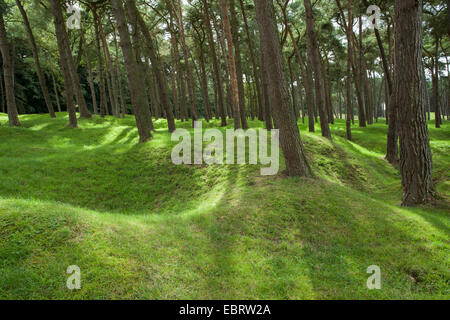 Première Guerre mondiale les cratères et des tranchées dans la forêt, la crête de Vimy, dans le nord de la France. Banque D'Images