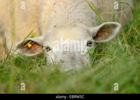 Le mouton domestique (Ovis ammon f. bélier), couché dans un pré, portrait, Germany Banque D'Images