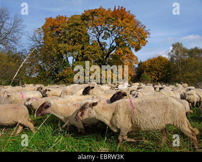 Le mouton domestique (Ovis ammon f. bélier), troupeau de moutons à tête noire sur les pâturages, Allemagne Banque D'Images