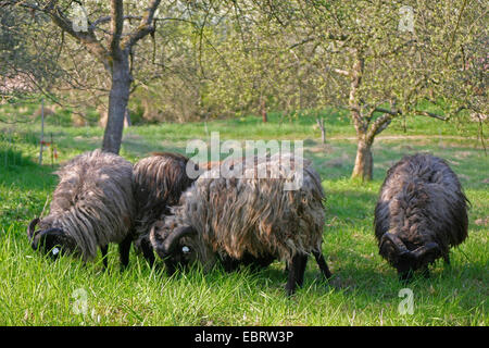 Le mouton domestique (Ovis ammon. f) bélier paissant dans une prairie, vergers, ALLEMAGNE, Basse-Saxe Banque D'Images