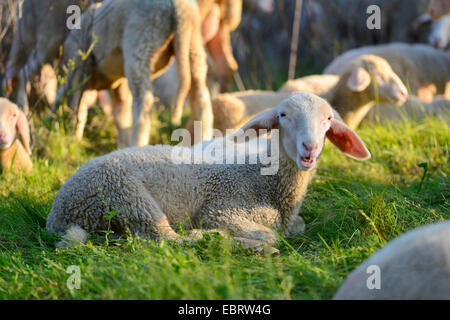 Le mouton domestique (Ovis ammon f.) bélier, brebis couchée dans un pré et de bêlements, Germany Banque D'Images