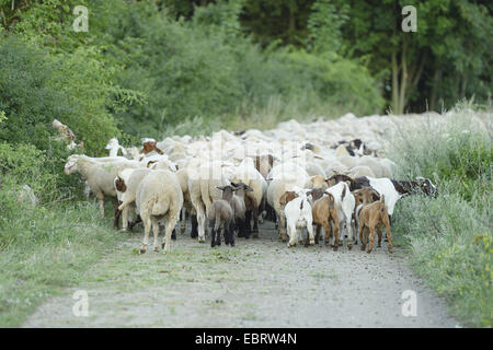 La chèvre Boer (Capra hircus, Capra aegagrus f. hircus), Flockp de Boer chèvres et moutons sur un chemin sur le terrain, en Allemagne, en Bavière Banque D'Images