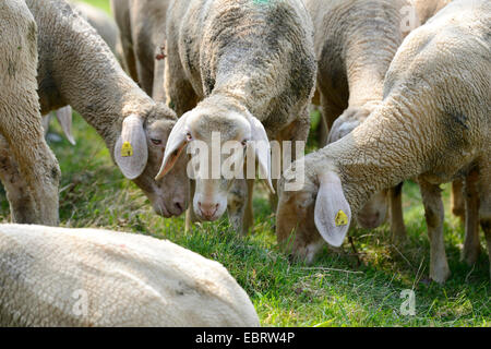 Le mouton domestique (Ovis ammon f. bélier), le pâturage troupeau, Germany Banque D'Images