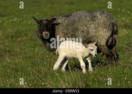 Le mouton domestique (Ovis ammon f.) bélier, brebis noire avec du blanc d'agneau, de la Suède, Oeland Banque D'Images