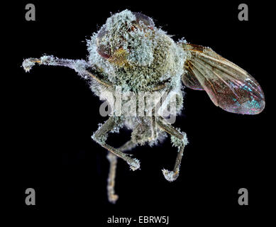 Les mouches domestiques, la mouche domestique (Muscidés), fly moisis Banque D'Images