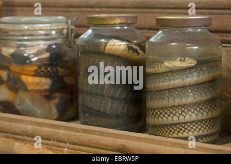 Yellow-bellied Couleuvre obscure Couleuvre obscure de l'Indochinois, (Ptyas korros), les conserves de serpents dans une solution de formaldéhyde, Thailande, Mae Sa Ferme aux serpents, Chiang Mai Banque D'Images