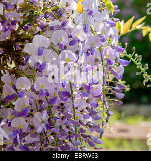 Wisteria floribunda (glycine du Japon, glycine) brachybotrys, blooming Banque D'Images