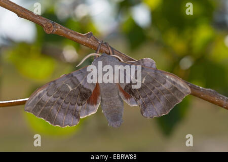 Hawk-moth peuplier, peuplier Laothoe populi (sphynx, Sphinx populi), homme à une tige, Allemagne Banque D'Images