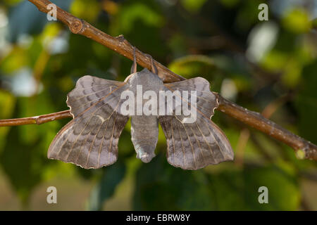 Hawk-moth peuplier, peuplier Laothoe populi (sphynx, Sphinx populi), homme à une tige, Allemagne Banque D'Images